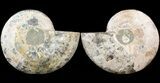 Cut & Polished Ammonite Fossil - Agatized #43642-1